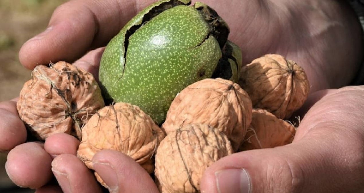 cevizin ne ici ne de kabugu en faydali kismi bakin neresiymis 8gJLuV7t