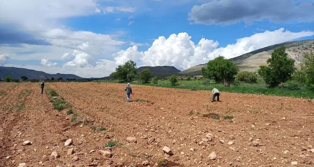 hasat basladi hem verim dustu hem de fiyatlar artti u4sgZvEm