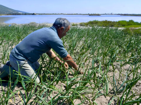 400 yillik bu yontemle tuzlu suda ve kumda tarim yaparak tonlarca verim aliyorlar urghcFy5