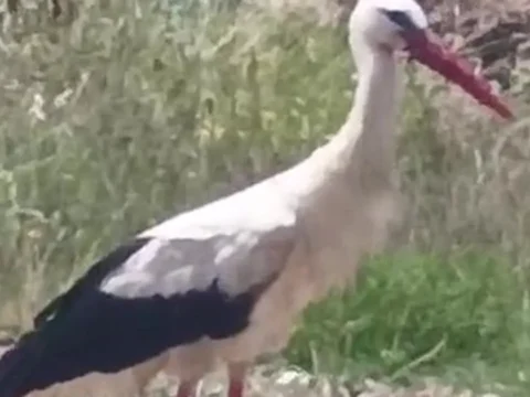 Kesanin da yareni olabilir 2YKWpesr